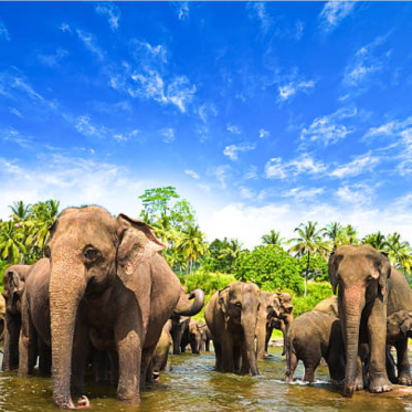 斯里兰卡的大象在湛蓝的天空下涉水进入浅水区.
